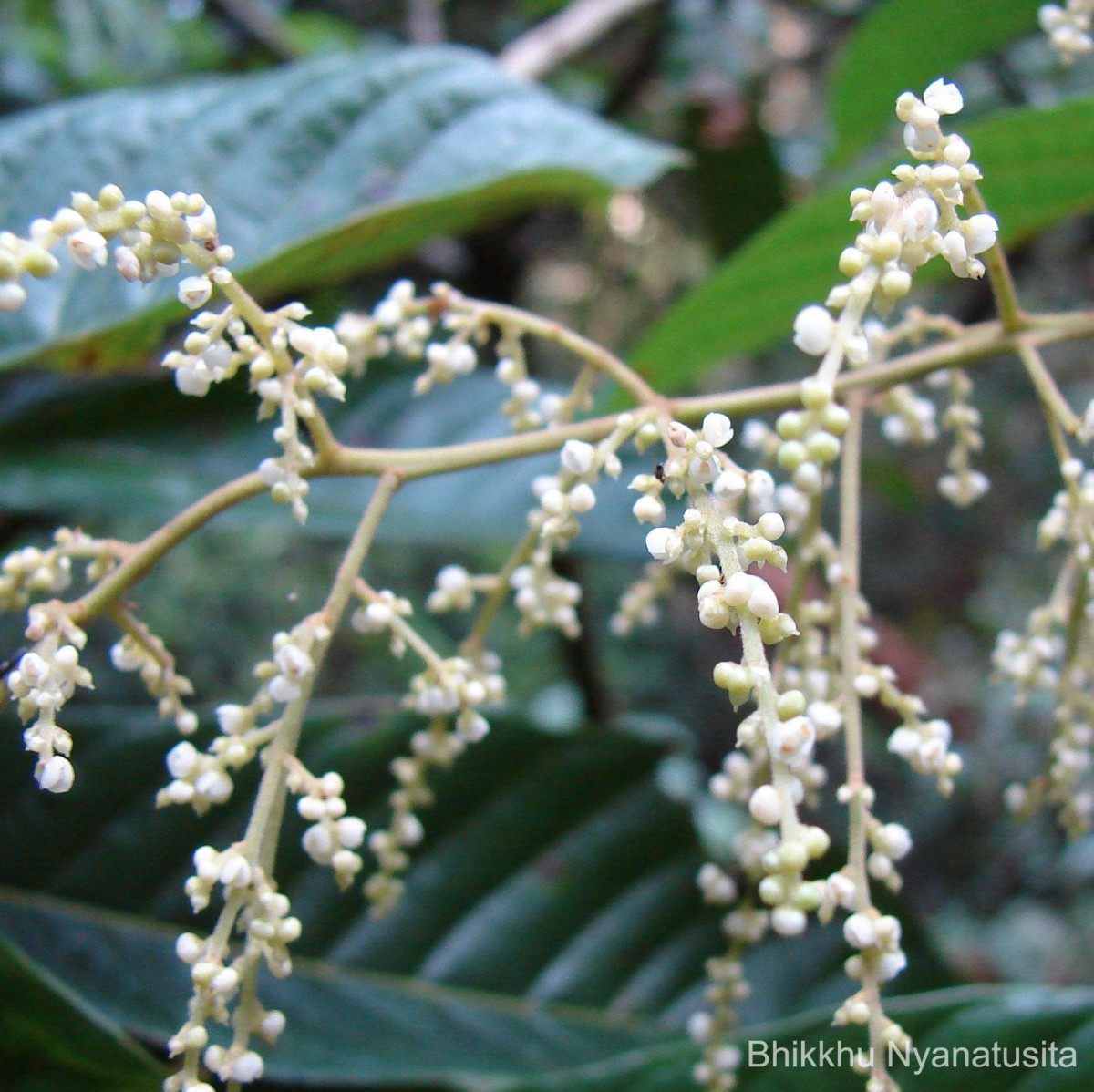 Meliosma simplicifolia (Roxb.) Walp.